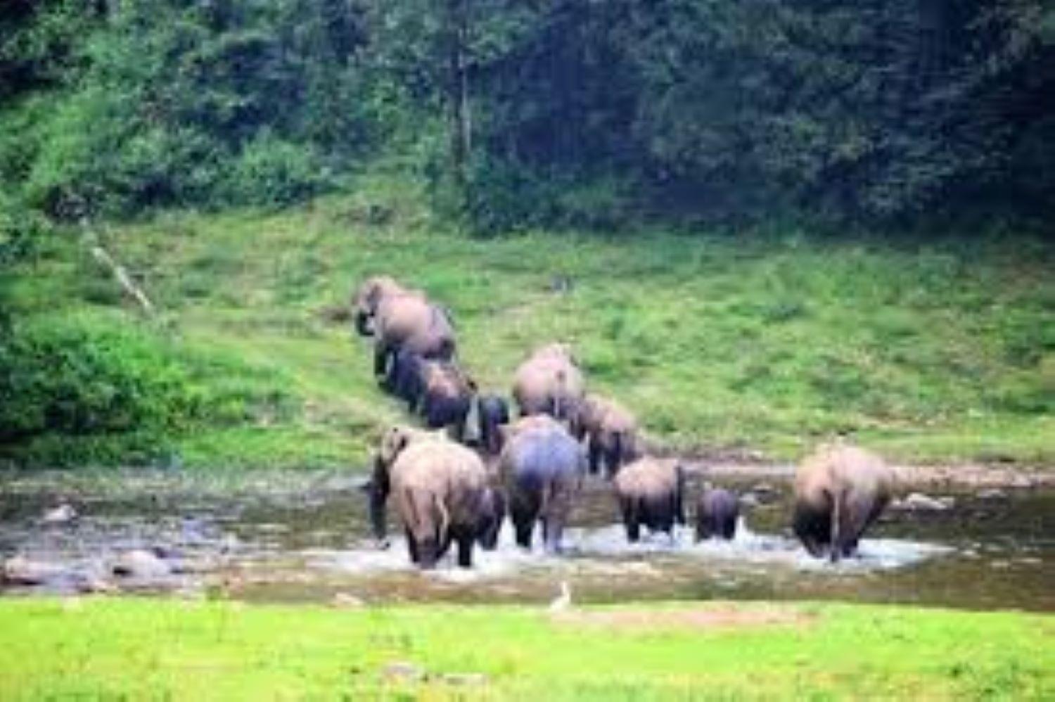 Forestscape Resort Munnar Luaran gambar